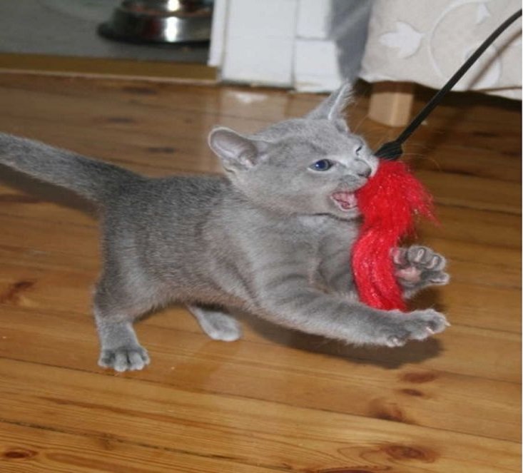 Russian blue cat health problems