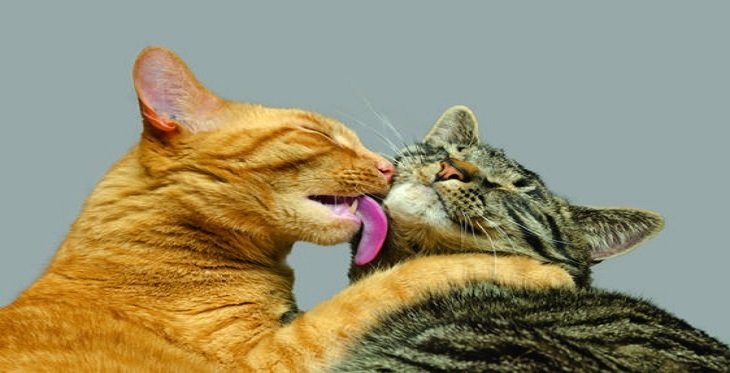 What does it mean when a cat licks you