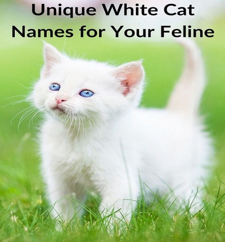 Delightful List of Cute Cat Names girl