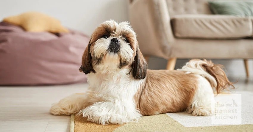 Best Dog Food for Shih Tzu: Top Picks for a Healthy Diet