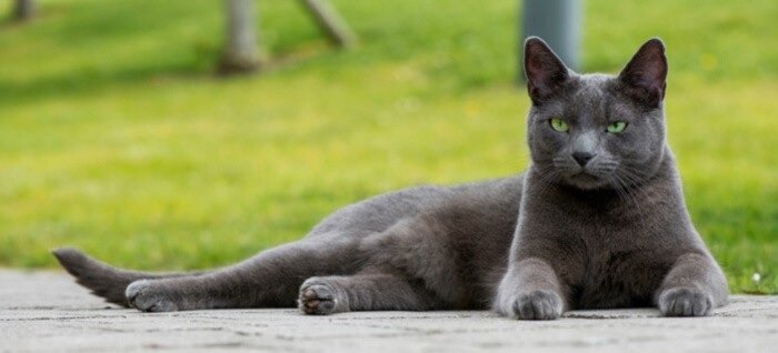 Sensitive Souls How Blue Russian Cat personality Connect with Their Humans