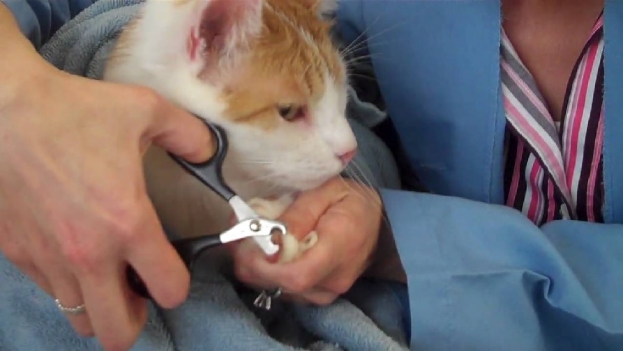 The Ultimate Guide to Choosing the Best Cat Nail Cutter: A Comprehensive Review