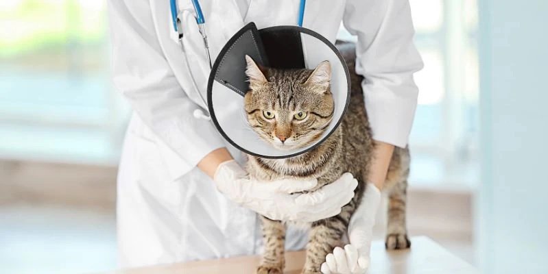 How Much Does It Cost to Neuter a Cat?