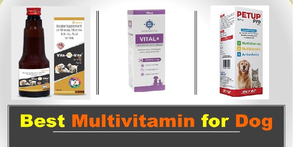 Multivitamin Syrup for Dogs: A Complete Guidance