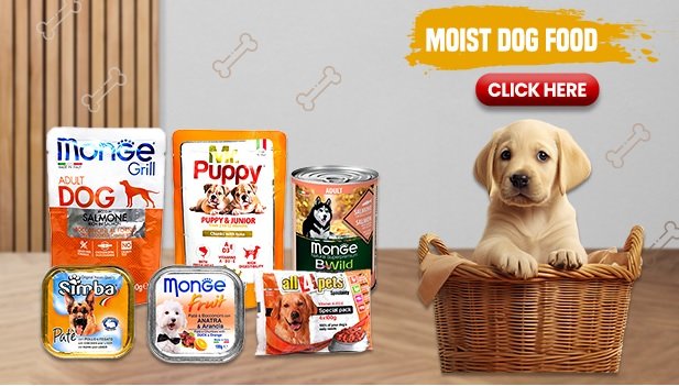 The Ultimate Guide to Pet Products Online: A Shopper’s Paradise