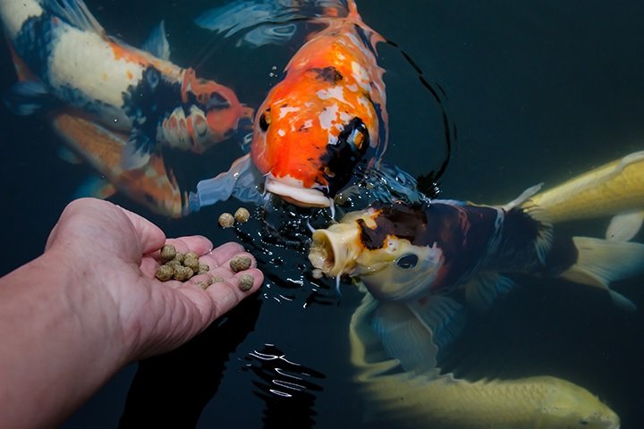 Sinking pellets for fish: A Comprehensive Guide to Choosing the Right Fish Food