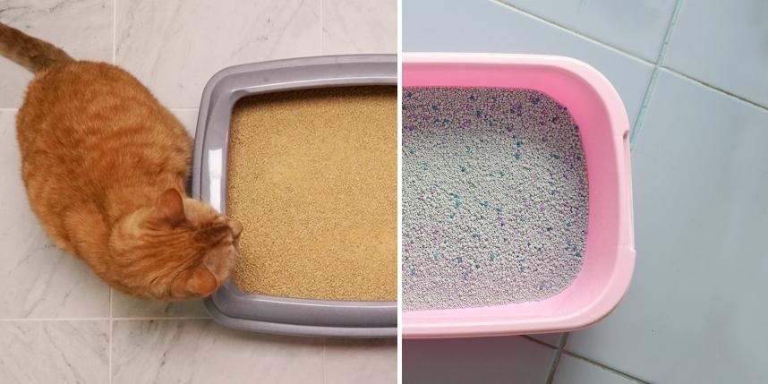 What Is Cat Litter Made Of? A Complete Guide For You