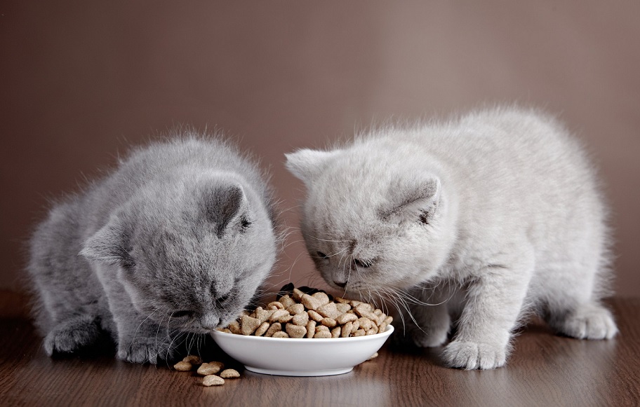 Cat Food for Kittens: The Ultimate Guide to Choosing the Best Food for Your Little Feline