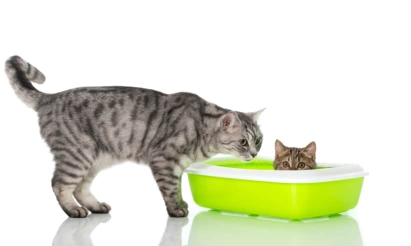 Everything You Need to Know About Cat Potty Sand: The Ultimate Guide