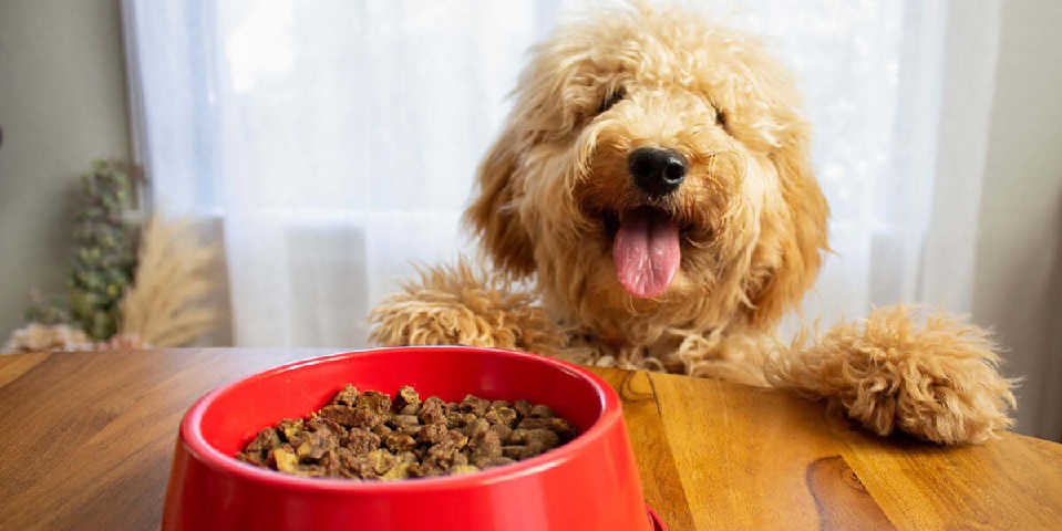 Ultimate Guide to Dogs Food: Types, Benefits, and Important Considerations