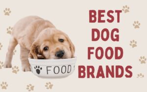 Best Dog Food Brands: Top Picks for Your Pet