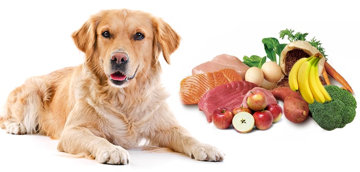 Dog Food List: Top Choices for Every Dog Nutritional Needs