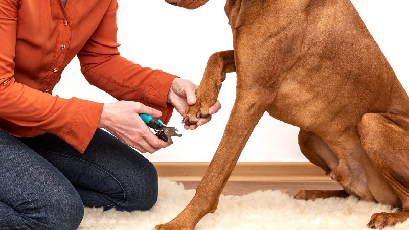 The Ultimate Guide to Dog Nail Cutters: Types, Usage, and Tips