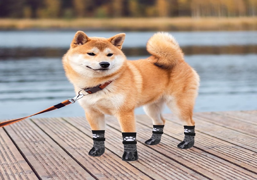 Dog Socks: A Comprehensive Guide to Keeping Your Dog’s Paws Safe and Comfortable