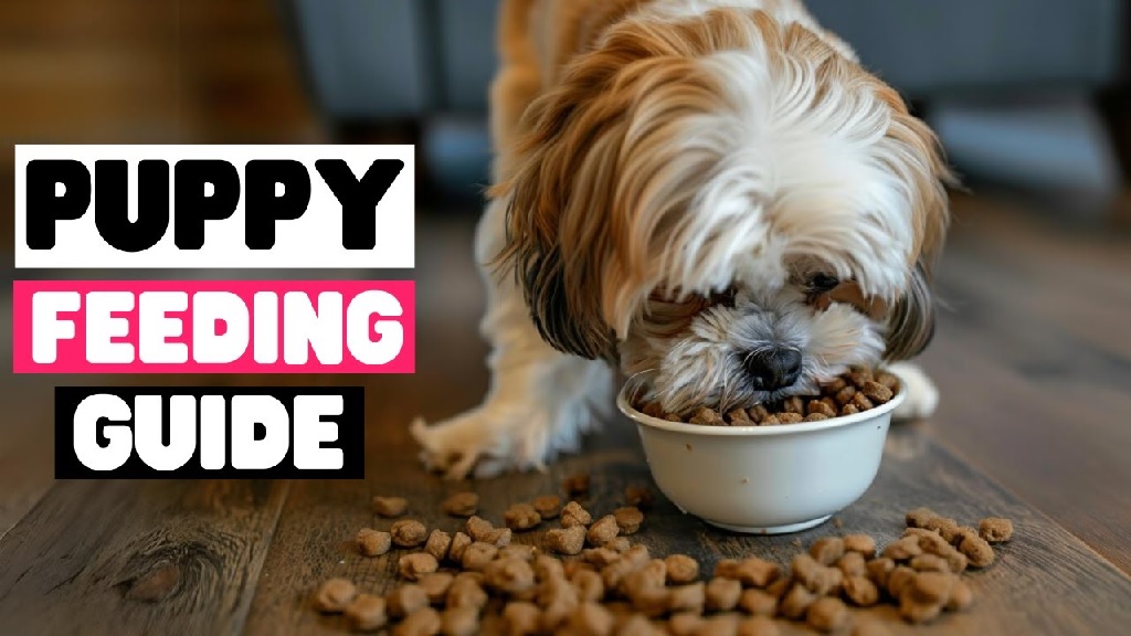 Food for Shih Tzu Puppy: A Comprehensive Guide for Pet Parents